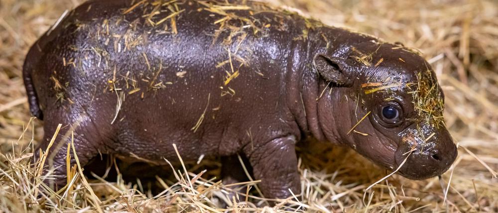 Große Kulleraugen, Wackelöhrchen, kurze Beine: Mini-Hippo Toni weckt den Brutpflegeinstinkt.