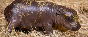 Große Kulleraugen, Wackelöhrchen, kurze Beine: Mini-Hippo Toni weckt den Brutpflegeinstinkt.