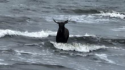 Ein Elch steht vor dem Strand von Ahlbeck auf Usedom im Wasser der Ostsee. 