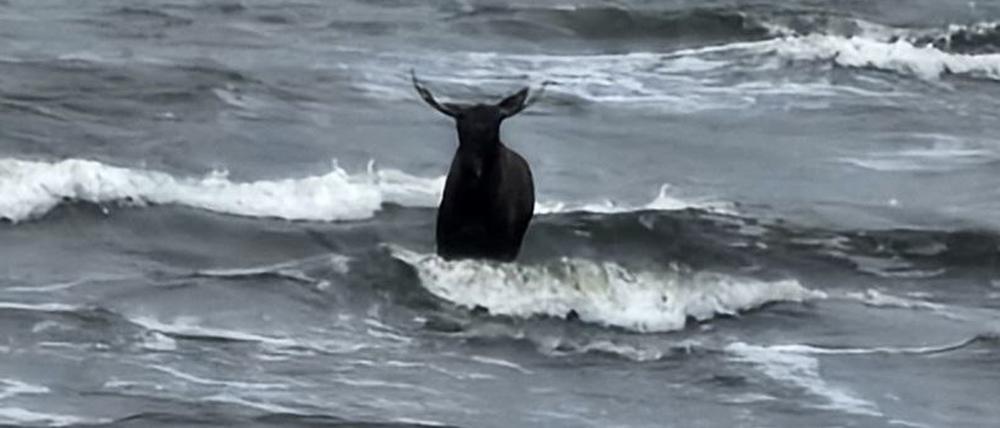 Ein Elch steht vor dem Strand von Ahlbeck auf Usedom im Wasser der Ostsee. 