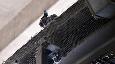 Die Bahn hat neue Gitter und Netze am Bahnsteig 2/4 installiert, der geplante Taubenschlag wurde verworfen. Tierschützer hatten die Vergrämungsmaßnahmen der Bahn 2023 als Tierquälerei kritisiert.