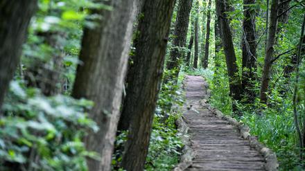 Wälder und Feuchtland kühlen die Landschaft, ein gezielter Umbau wäre nötig. (Symbolbild)