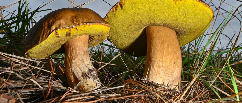 Bislang ist es für die meisten Pilze in Brandenburg nach Ansicht von Experten zu trocken.