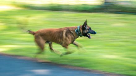 Diensthund Surt, ein belgischer Schäferhund im Besitz des Landes Niedersachsen, trainiert mit seiner Diensthundführerin (Symbolbild).