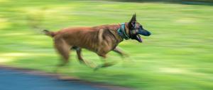 Diensthund Surt, ein belgischer Schäferhund im Besitz des Landes Niedersachsen, trainiert mit seiner Diensthundführerin (Symbolbild).