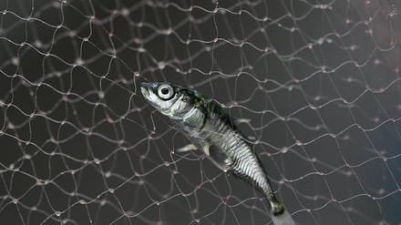 Stichlinge gehen der Fischereiforschungsstelle (FFS) am Bodensee kaum noch ins Netz. Gab es ein Massensterben?