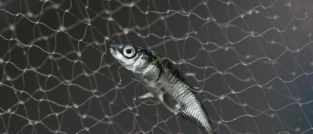 Stichlinge gehen der Fischereiforschungsstelle (FFS) am Bodensee kaum noch ins Netz. Gab es ein Massensterben?