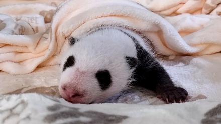 This recent handout photo released by the Berlin Zoological Garden on September 19, 2024 shows one of two Giant Panda cubs born at the zoo in Berlin, Germany. 