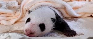 This recent handout photo released by the Berlin Zoological Garden on September 19, 2024 shows one of two Giant Panda cubs born at the zoo in Berlin, Germany. 