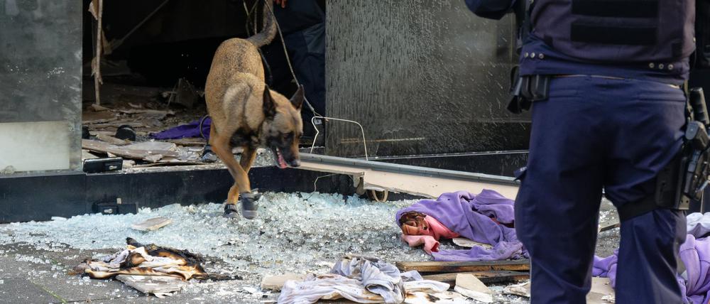 Ein Polizeihund sucht in den Trümmern eines Geschäftes in der Ehrenstraße in Köln.