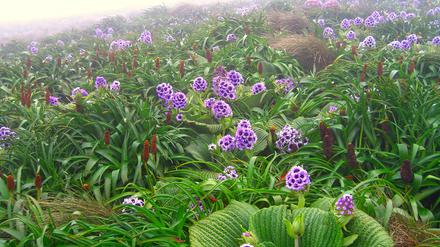 Pleurophyllum speciosum wächst nur auf den subantarktischen Inseln südlich von Neuseeland.