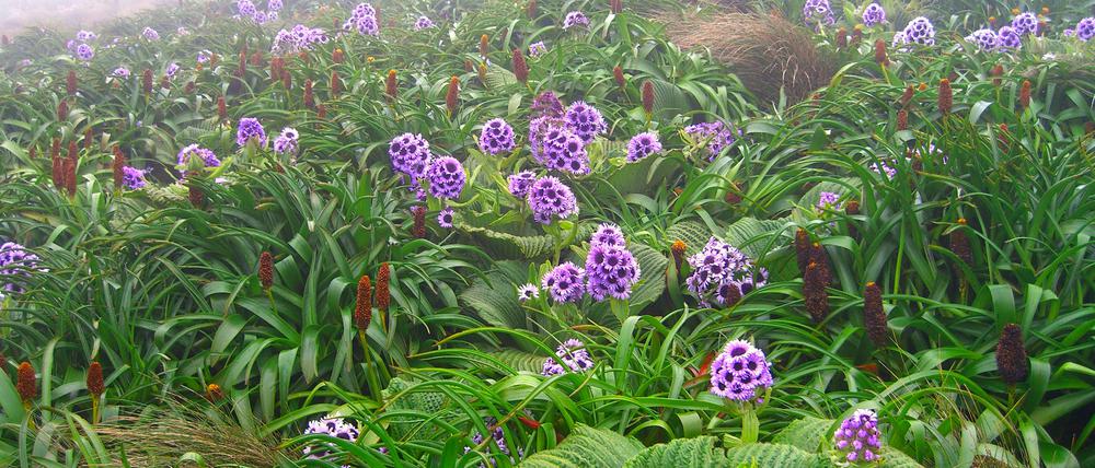 Pleurophyllum speciosum wächst nur auf den subantarktischen Inseln südlich von Neuseeland.