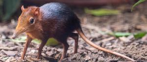 Rotschulter-Rüsselhündchen C Zoo Berlin