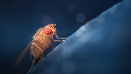 Eine Schwarzbäuchige Taufliege, Drosophila melanogaster, nichtsahnend.