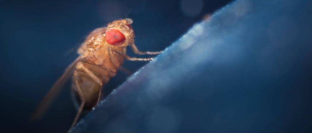 Eine Schwarzbäuchige Taufliege, Drosophila melanogaster, nichtsahnend.