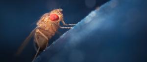 Eine Schwarzbäuchige Taufliege, Drosophila melanogaster, nichtsahnend.