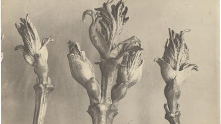 Pflanzenfotografie aus dem Band „Karl Blossfeldt. Photographie im Licht der Kunst“.  Inv. 320-178.