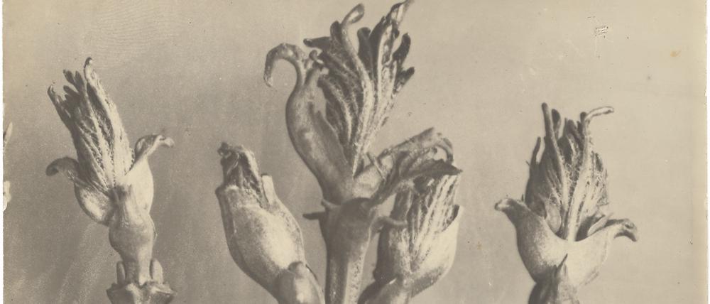 Pflanzenfotografie aus dem Band „Karl Blossfeldt. Photographie im Licht der Kunst“.  Inv. 320-178.