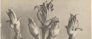 Pflanzenfotografie aus dem Band „Karl Blossfeldt. Photographie im Licht der Kunst“.  Inv. 320-178.