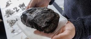 Grabungsleiter Harald Lübke zeigt den Teil eines steinzeitlichen Paddels, der zusammen mit seinem Untergrund in einem Wasserbad gelagert wird. 