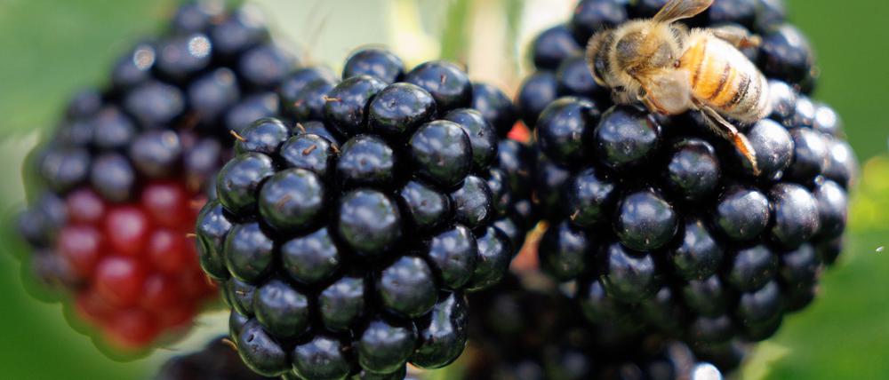 Ein mögliches Bündnis aus CDU, SPD und BSW wird als „Brombeer-Koalition“ bezeichnet, weil diese Frucht in ihren verschiedenen Reifegraden die Parteifarben abbildet.