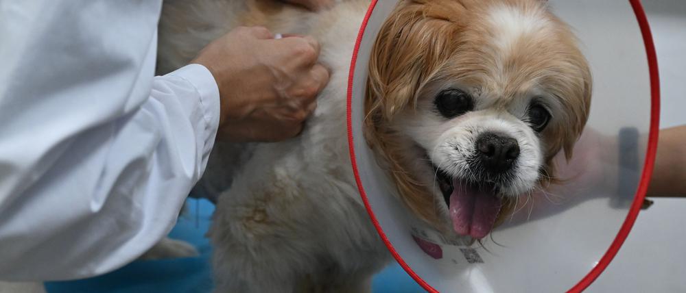 Haustiere werden in China immer beliebter, weshalb auch traditionelle chinesische Medizin für die Tiere öfter nachgefragt wird.