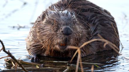 Biber dürfen in Hochwasser-Regionen geschossen werden, damit sie sich nicht in Schutzdeiche eingraben und die Deichsicherheit gefährden. (Archivbild) 