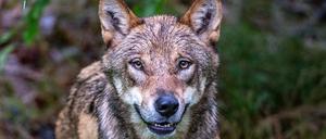 Wölfe könnten künftig einfacher abgeschossen werden. (Archivbild)