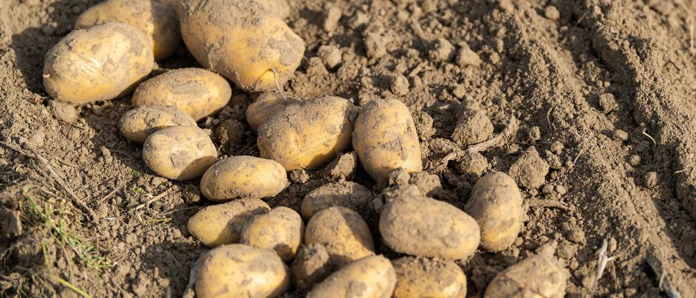Verbraucher können laut Experten Ende September und Anfang Oktober besonders günstig Kartoffeln kaufen.