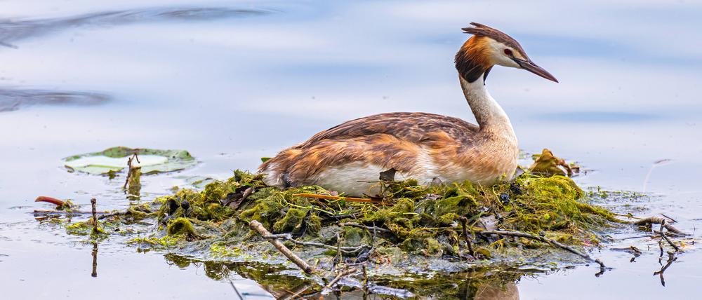 Haubentaucher bauen ihre Nester auf dem Wasser. Wassersportler und Angler können für sie deshalb zur Gefahr werden.