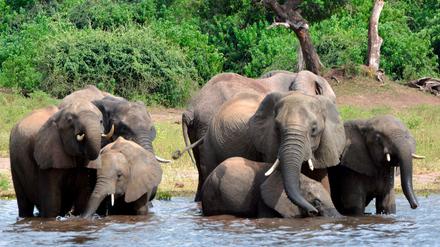 Eine Elefantenherde im Chobe-Nationalpark im Norden Botswanas (Archivbild).