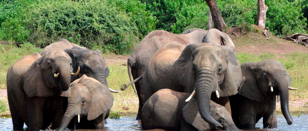 Eine Elefantenherde im Chobe-Nationalpark im Norden Botswanas (Archivbild).