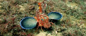 Lepidotrigla papilio ist ein besonders farbenfroher Vertreter der Knurrhähne.