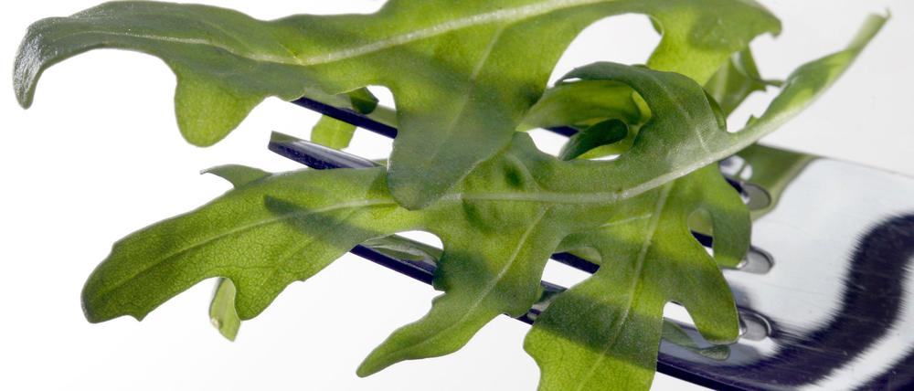 In Österreich wurde das Bakterium Salmonella Umbilo in Proben von Rucola aus Italien nachgewiesen. (Archivbild)