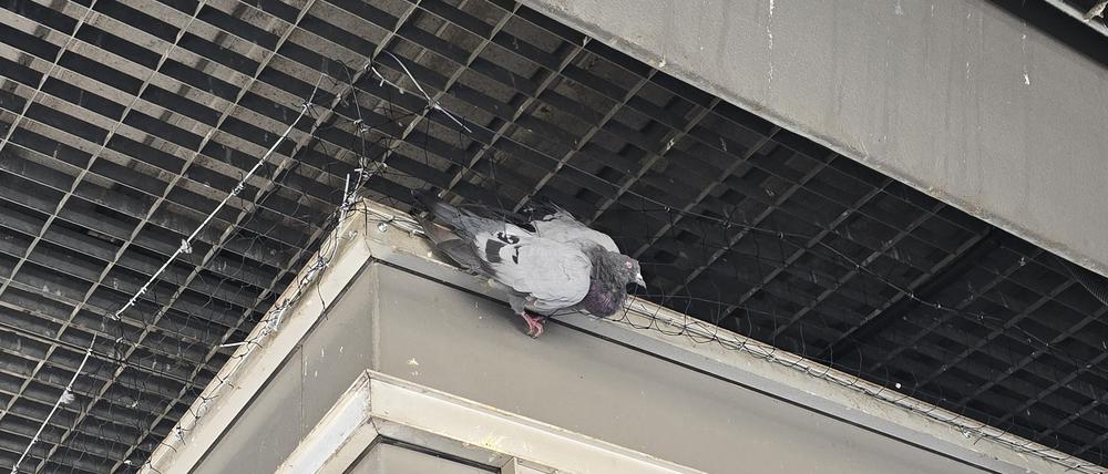 Eine Taube, die sich in einem der neuen Netze am Hauptbahnhof verfangen hat, konnte sich nicht mehr allein daraus befreien.