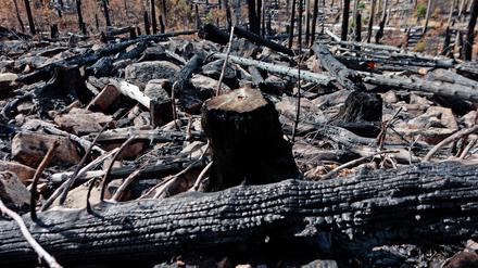 Verkohlte Baumstämme liegen am Königsberg entlang der Gleisstrecke der Harzer Schmalspurbahnen GmbH. Der Waldbrand war am 6. September ausgebrochen und galt am 11. September als gelöscht. 