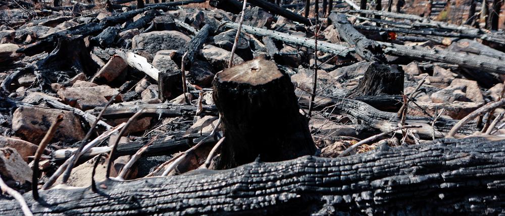 Verkohlte Baumstämme liegen am Königsberg entlang der Gleisstrecke der Harzer Schmalspurbahnen GmbH. Der Waldbrand war am 6. September ausgebrochen und galt am 11. September als gelöscht.