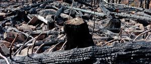 Verkohlte Baumstämme liegen am Königsberg entlang der Gleisstrecke der Harzer Schmalspurbahnen GmbH. Der Waldbrand war am 6. September ausgebrochen und galt am 11. September als gelöscht. 