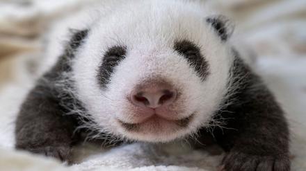 Ab dem 16. Oktober sind die Panda-Schwestern für Besucher zu sehen.