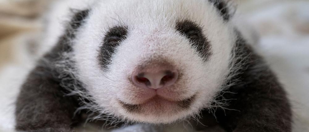 Ab dem 16. Oktober sind die Panda-Schwestern für Besucher zu sehen.