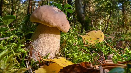 Für die Brandenburger Pilzsammler steht die Saison unmittelbar bevor.
