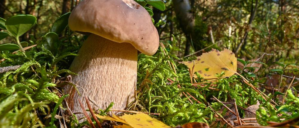 Für die Brandenburger Pilzsammler steht die Saison unmittelbar bevor.