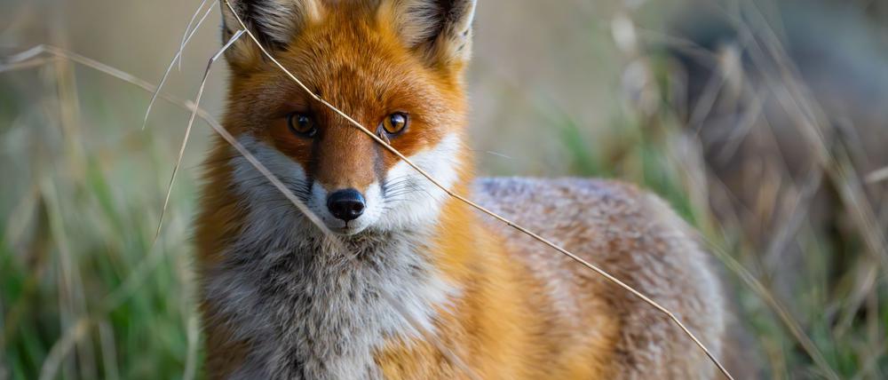 Füchse sind anpassungsfähig und schlau. Die Tiere sind weltweit verbreitet, im Wald, Stadt und sogar in (Eis-)wüsten. (Archivbild)