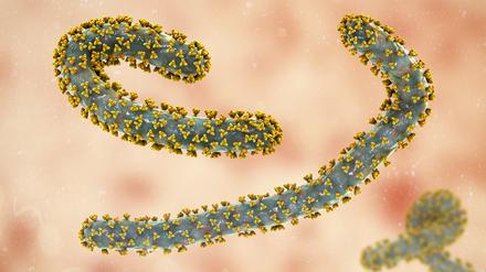 Das Marburg-Virus verursacht beim Menschen schwere innere Blutungen und verläuft bislang meist tödlich.