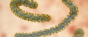 Das Marburg-Virus verursacht beim Menschen schwere innere Blutungen und verläuft bislang meist tödlich.
