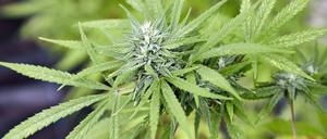 Eine Cannabispflanze.