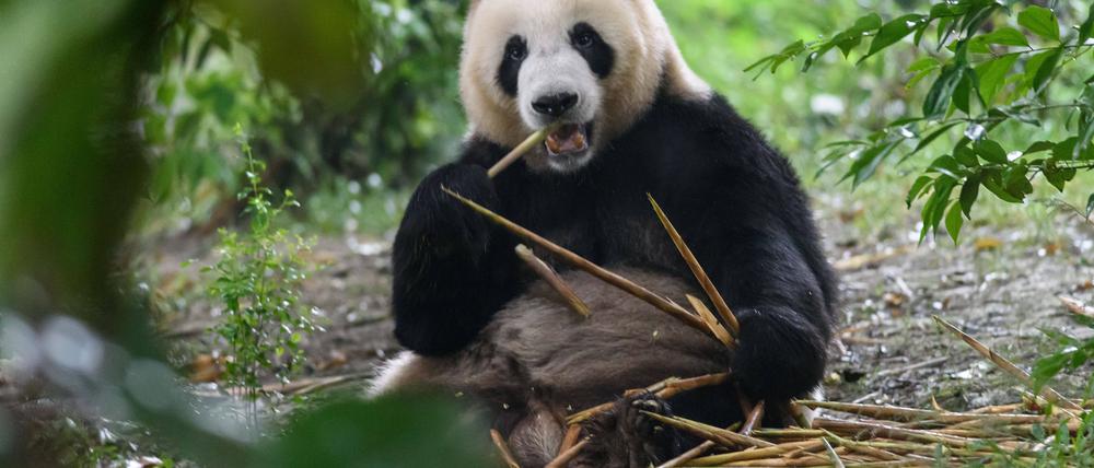 Der Große Panda lebte heute von Bambus.