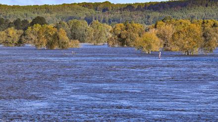 Das Hochwasser an der Oder geht in Brandenburg allmählich zurück (Archivbild).