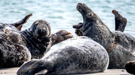Kegelrobben waren in Deutschland fast ausgerottet. Dank strengem Schutz ist der Bestand wieder auf über 2000 Tiere angewachsen.