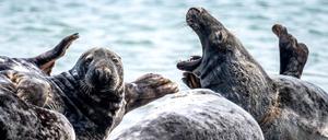 Kegelrobben waren in Deutschland fast ausgerottet. Dank strengem Schutz ist der Bestand wieder auf über 2000 Tiere angewachsen.